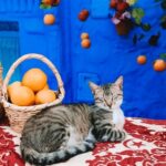 The Most Instagrammable Photo Spots in Chefchaouen • The Blonde Abroad